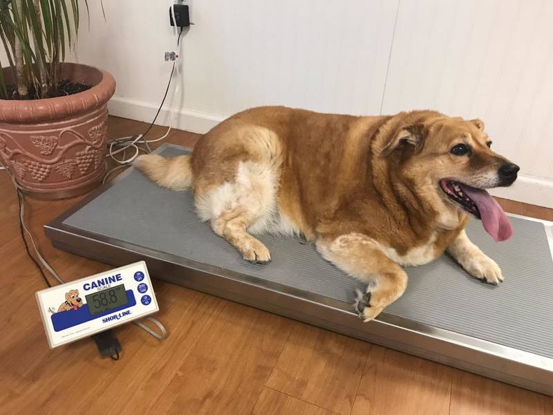 Deze hond met overgewicht gaat op fitnessregime