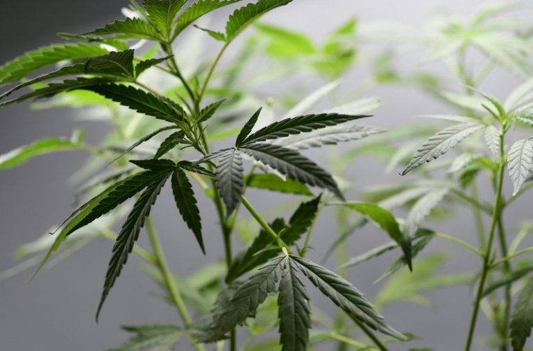 Koppel krijgt per ongeluk pakje met 30 kilogram marihuana