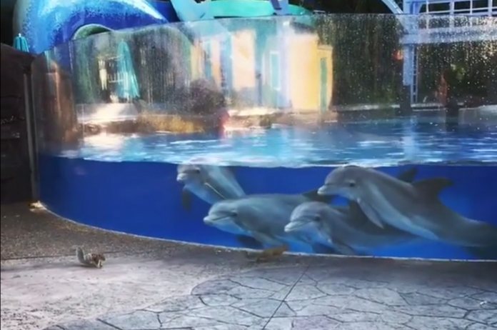 VIDEO. Dolfijnen zijn gefascineerd door twee eekhoorns