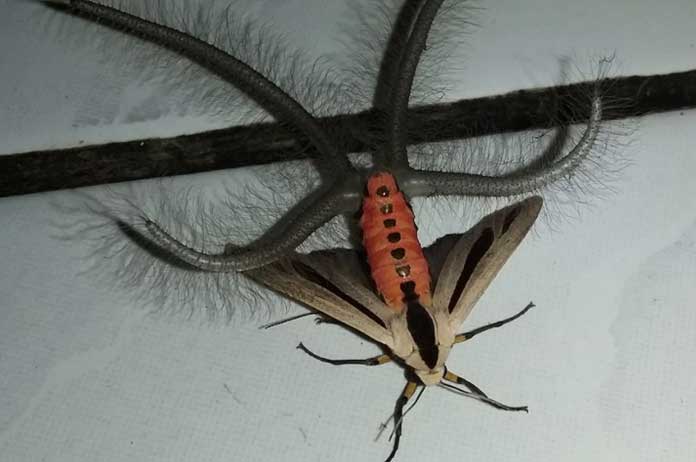“Ik zou het huis in brand steken”: dit afschuwelijke insect geeft iedereen de kriebels (video)