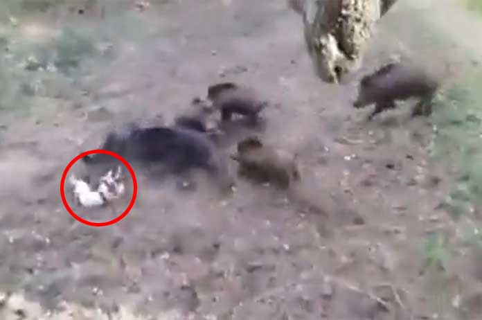 Valkenburg: hondje wordt aangevallen door wilde zwijnen, baasje vlucht boom in (video)