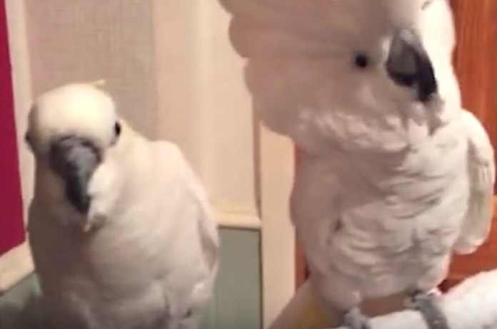Katten versus vogels in deze hilarische failcompilatie
