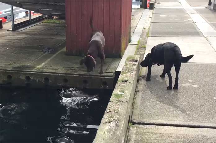 Té schattig: wilde otter en labradors zijn beste maatjes en spelen ’tikkertje’ (video)