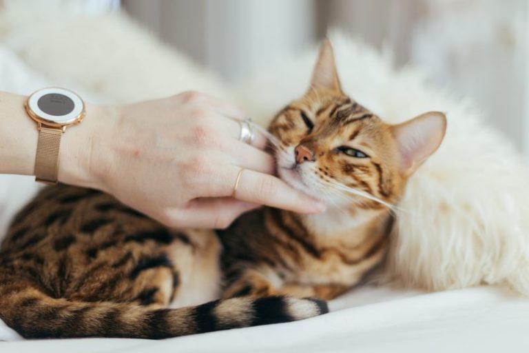 Vrouw vindt kat terug dankzij Tinder