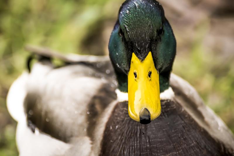 Sociale rangorde bepaalt lengte van penis van eenden