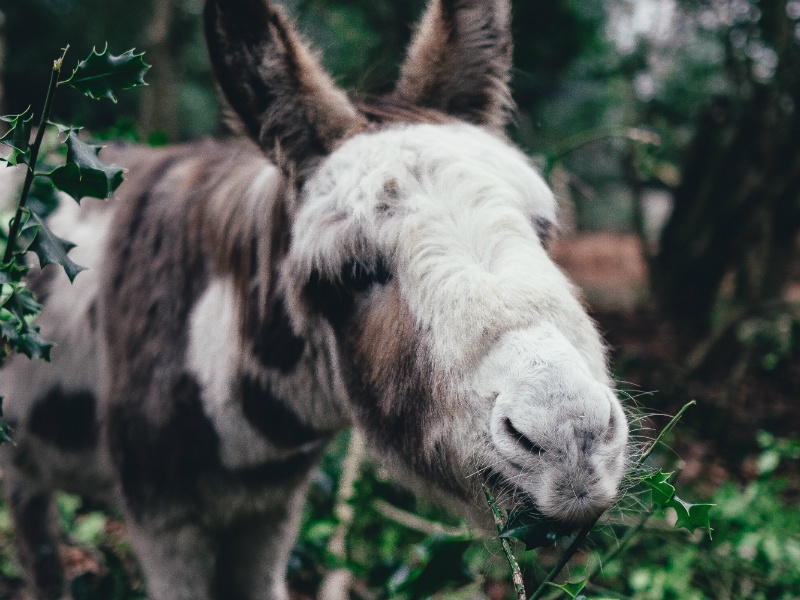 Acht ezels achter tralies na het opeten van waardevolle planten