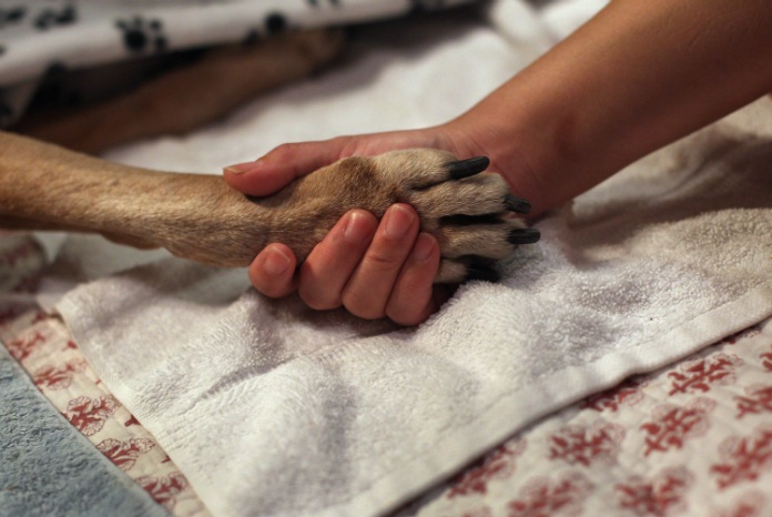 Dierenarts zegt tegen baasje dat hond een spuitje heeft gekregen, maar houdt hem zelf bij