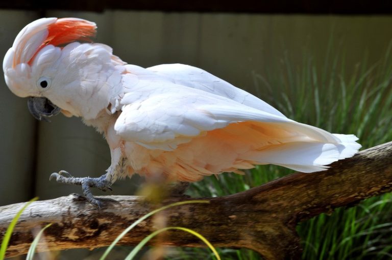 Australische kabelmaatschappij heeft het aan de stok met kaketoes