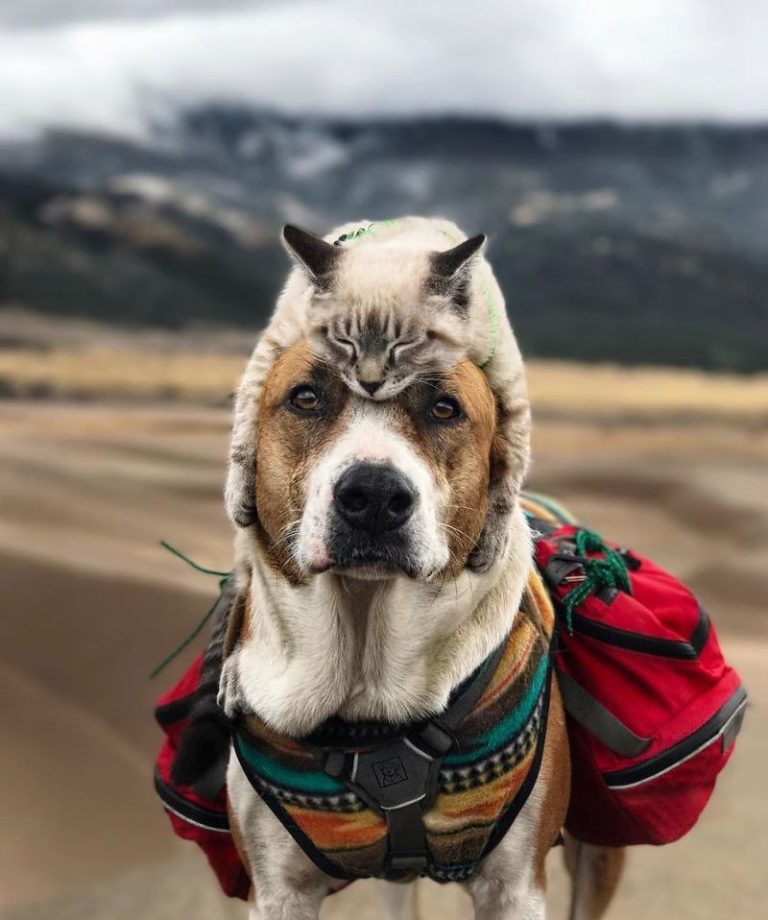 IN BEELD. Hond en kat zijn de beste travelbuddies