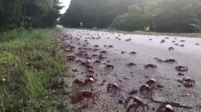 VIDEO. Miljoenen krabben vallen Christmaseiland binnen