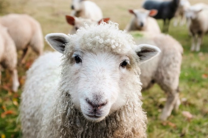 Schapen kunnen nu gezicht Obama herkennen