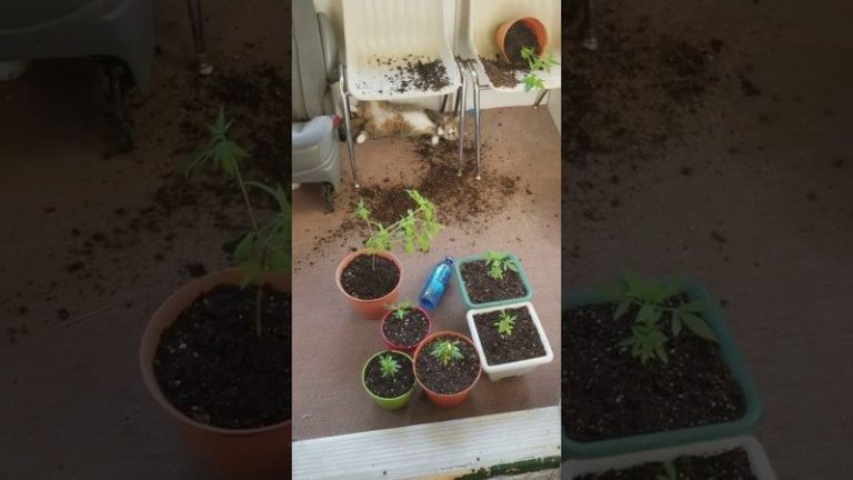 VIDEO. Vrouw vindt haar katten stoned terug na eten van wietplant