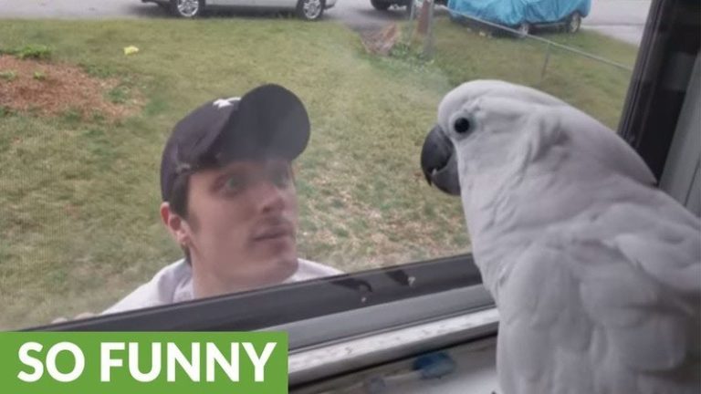 VIDEO. Deze kaketoe gaat uit zijn dak als hij zijn baasje ziet