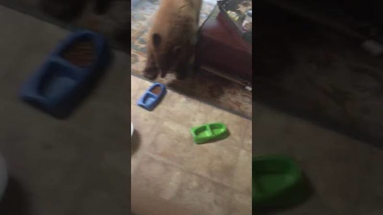 VIDEO. Beer breekt in om katteneten op te peuzelen