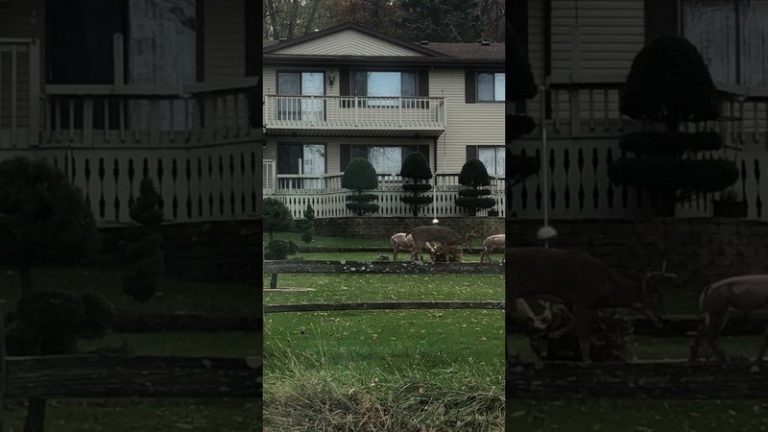 VIDEO. Verward hert voelt zich aangetrokken tot standbeeld