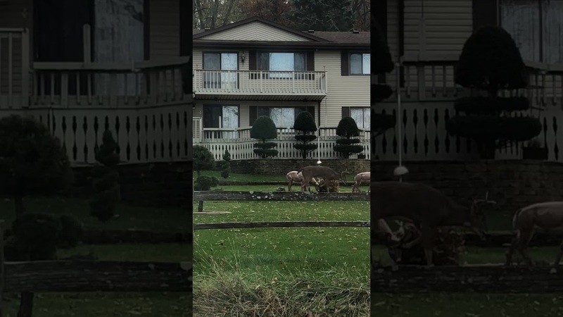 VIDEO. Verward hert voelt zich aangetrokken tot standbeeld