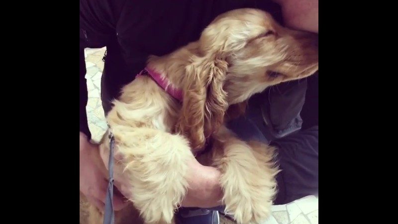VIDEO. Schattige hond is heuse internetster