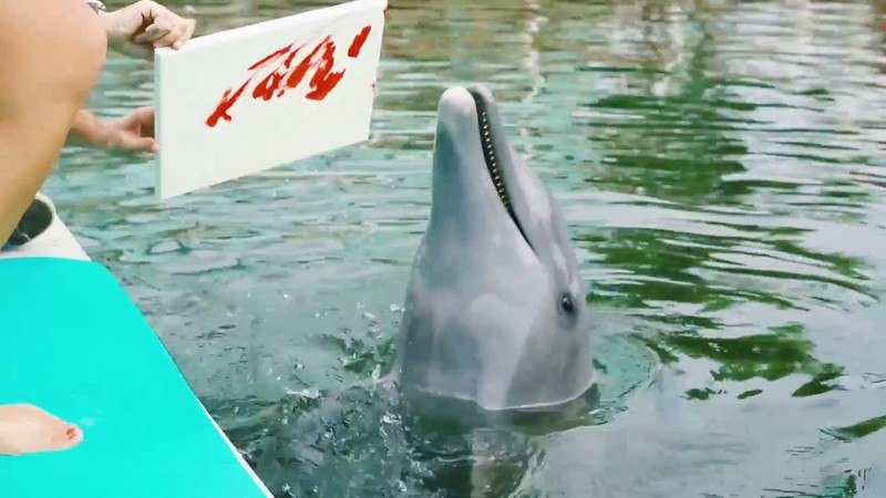 VIDEO. Dolfijnen schilderen voor een goed doel