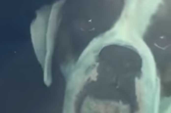 Viraal: deze ongeduldige hond zet hele parking op stelten (video)