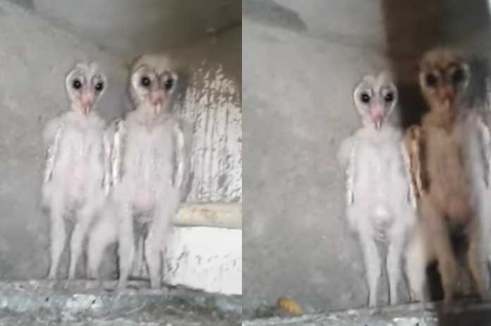 Viraal: bouwvakker ontdekt deze beangstigende ‘buitenaardse’ vogels op bouwterrein (video)