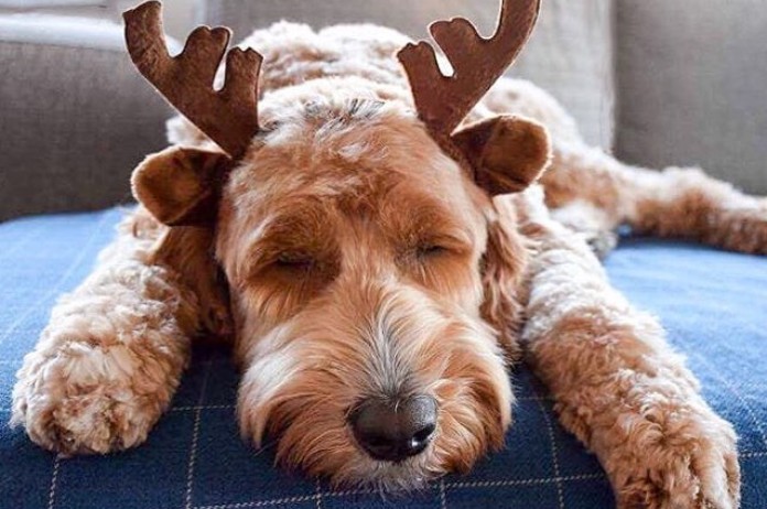 Vrouw koopt meer dan 1.000 euro aan kerstcadeaus voor hond