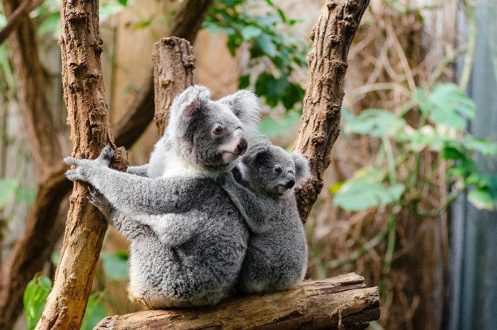 Babykoala toont zich voor het eerst in de Zoo van Antwerpen
