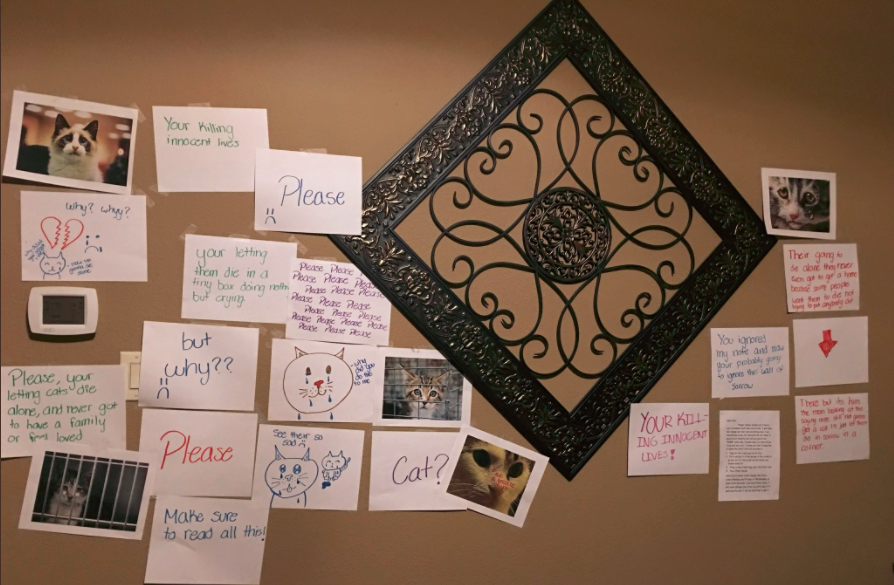 Zo overhaalt een meisje haar vader om een kat te kopen