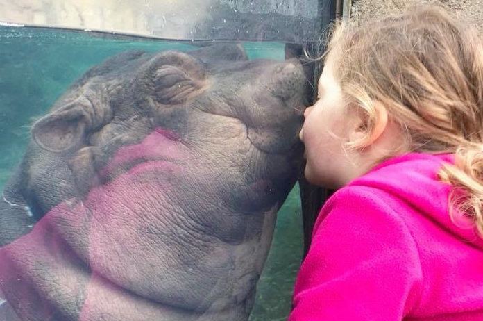 Schattig: babynijlpaard geeft meisje een kus