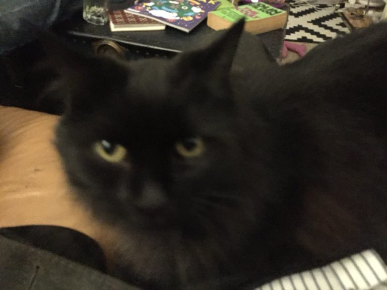 Hilarisch interview tussen meisje en haar kat gaat viraal