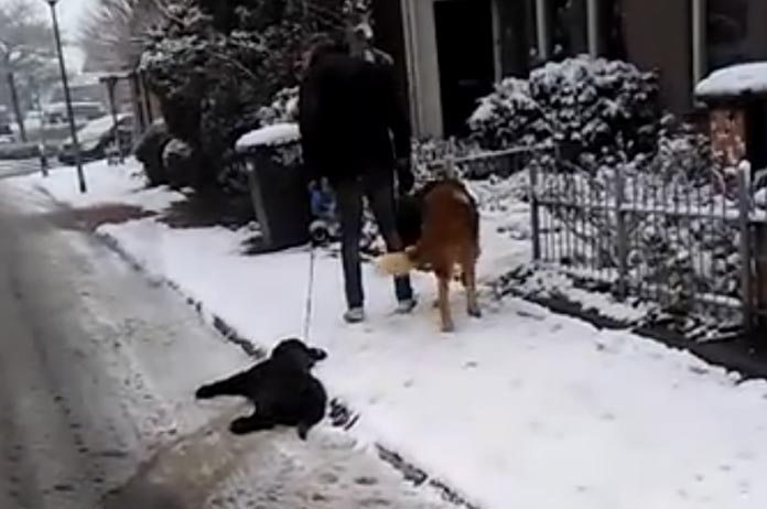 “Vuile schoft”: buurtbewoners gaan langs bij dierenbeul na deze gruwelijke mishandeling van hond (video’s)