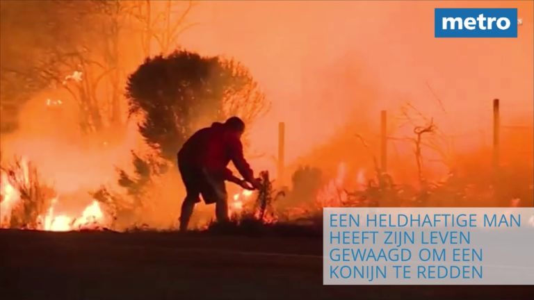 VIDEO. Man redt konijn van bosbrand