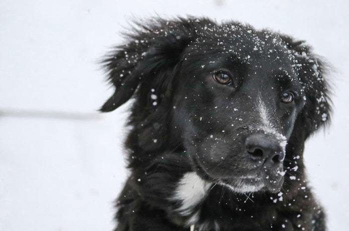 VIDEO. Deze hond ziet voor de eerste keer sneeuw