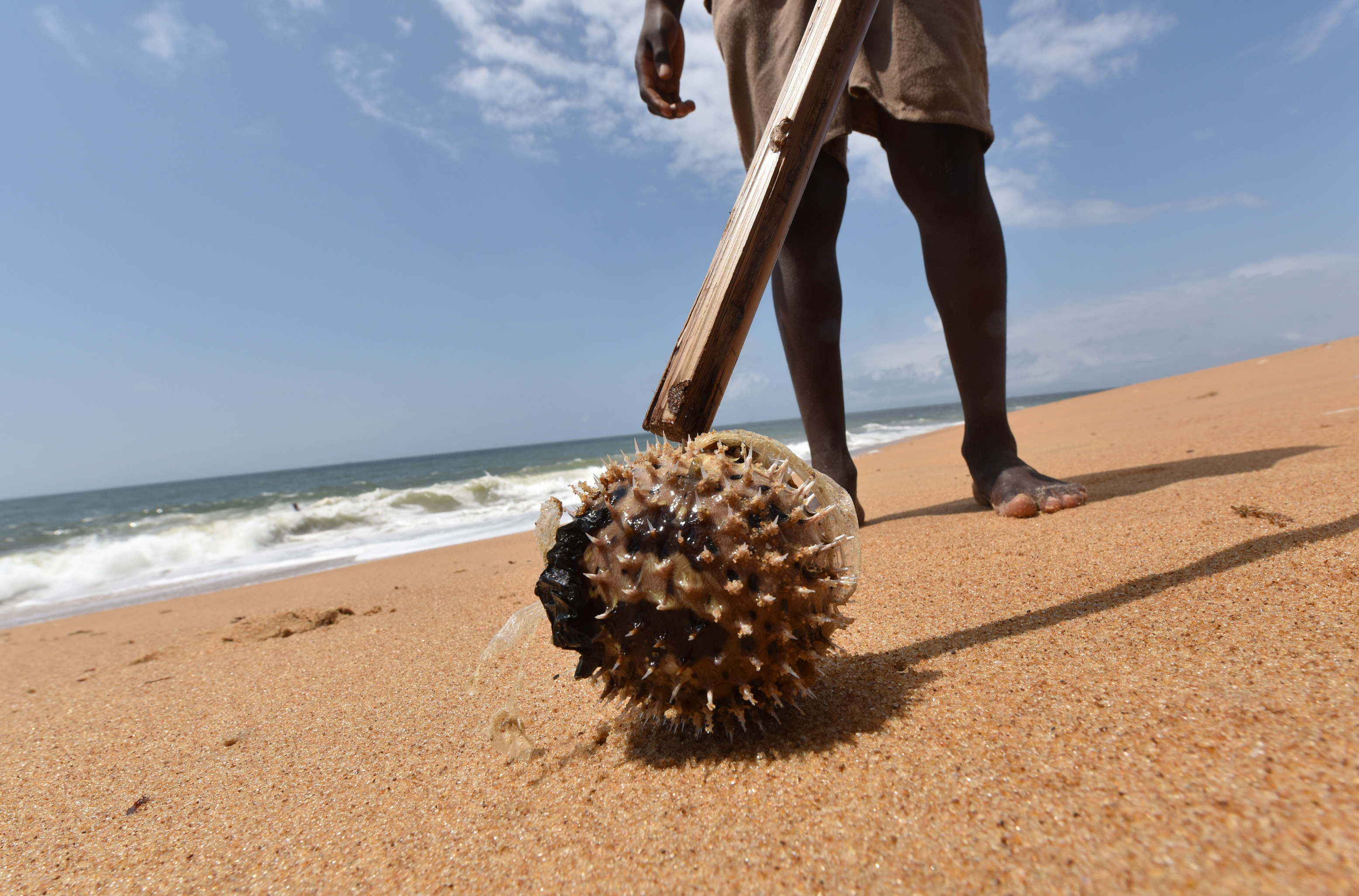 Japanse supermarkt verkoopt per ongeluk giftige vis