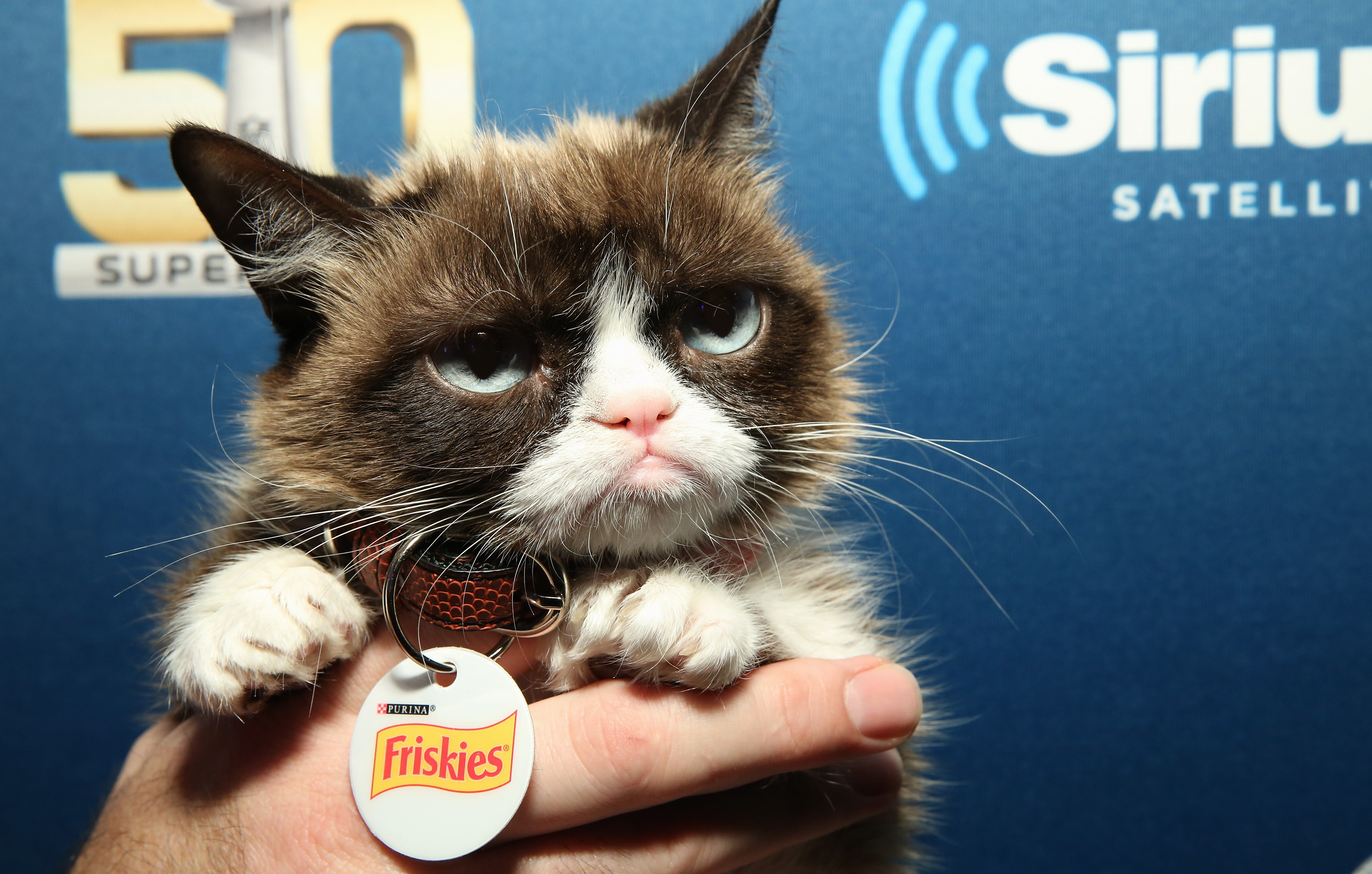 Grumpy Cat is na rechtszaak een half miljoen euro rijker - Zita