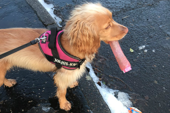 Baasje is gechoqueerd door het nieuwe speeltje van haar hond