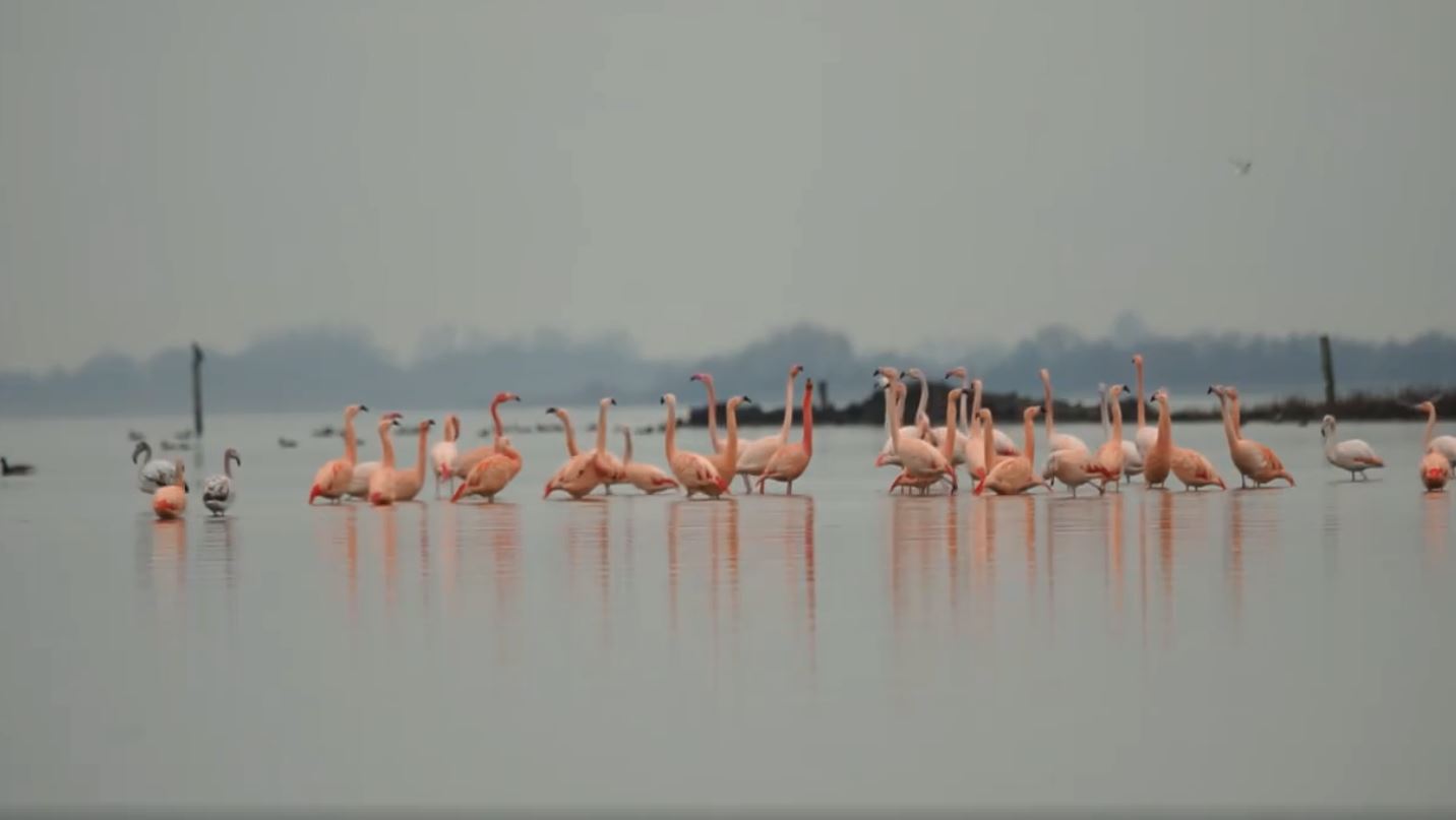VIDEO. Flamingo’s in Nederland gaan viraal