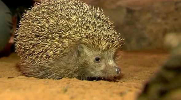 Zwaarlijvige egel opgenomen in dierenkliniek