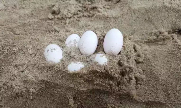 Leerlingen vinden 43 slangeneieren in zandbak op school