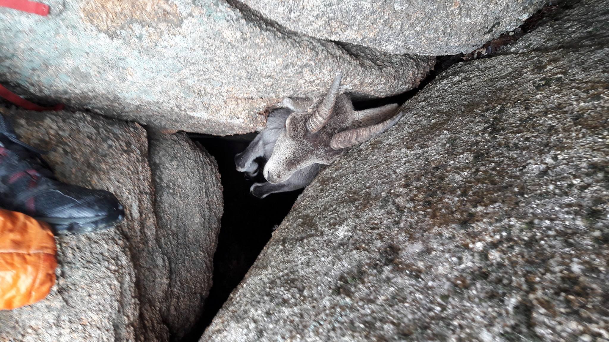 VIDEO. Wandelaars redden onfortuinlijke berggeit