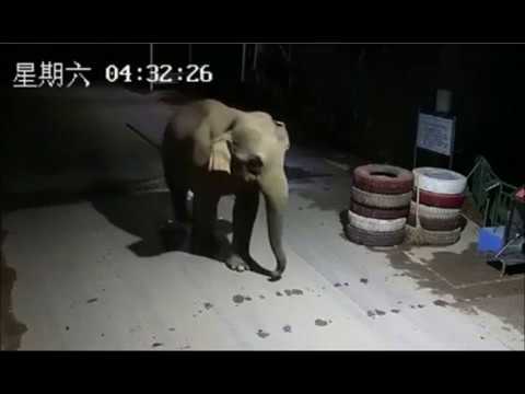 Olifant bezoekt grenspost tussen China en Laos