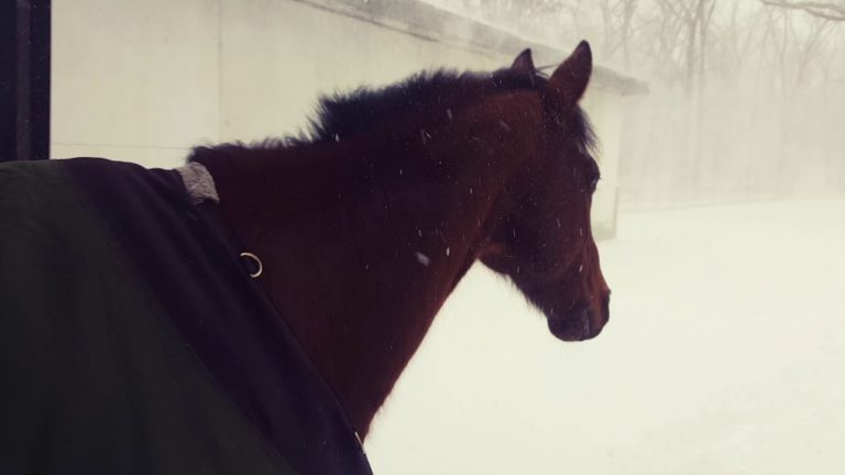 VIDEO. Filmje van twee paarden werkt op de lachspieren
