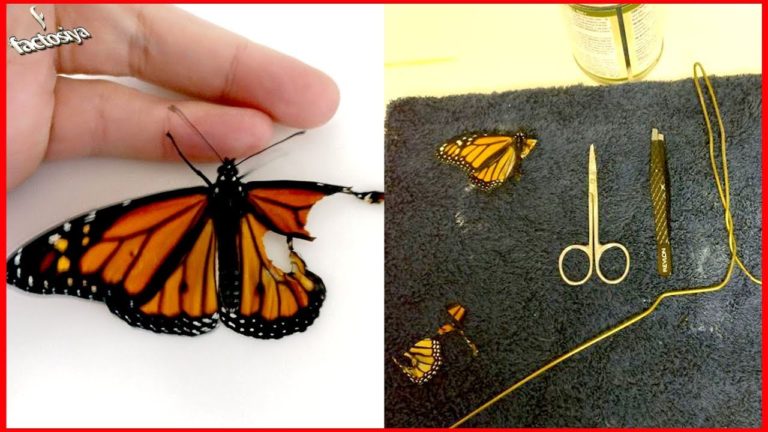 VIDEO. Vrouw opereert gewonde vlinder