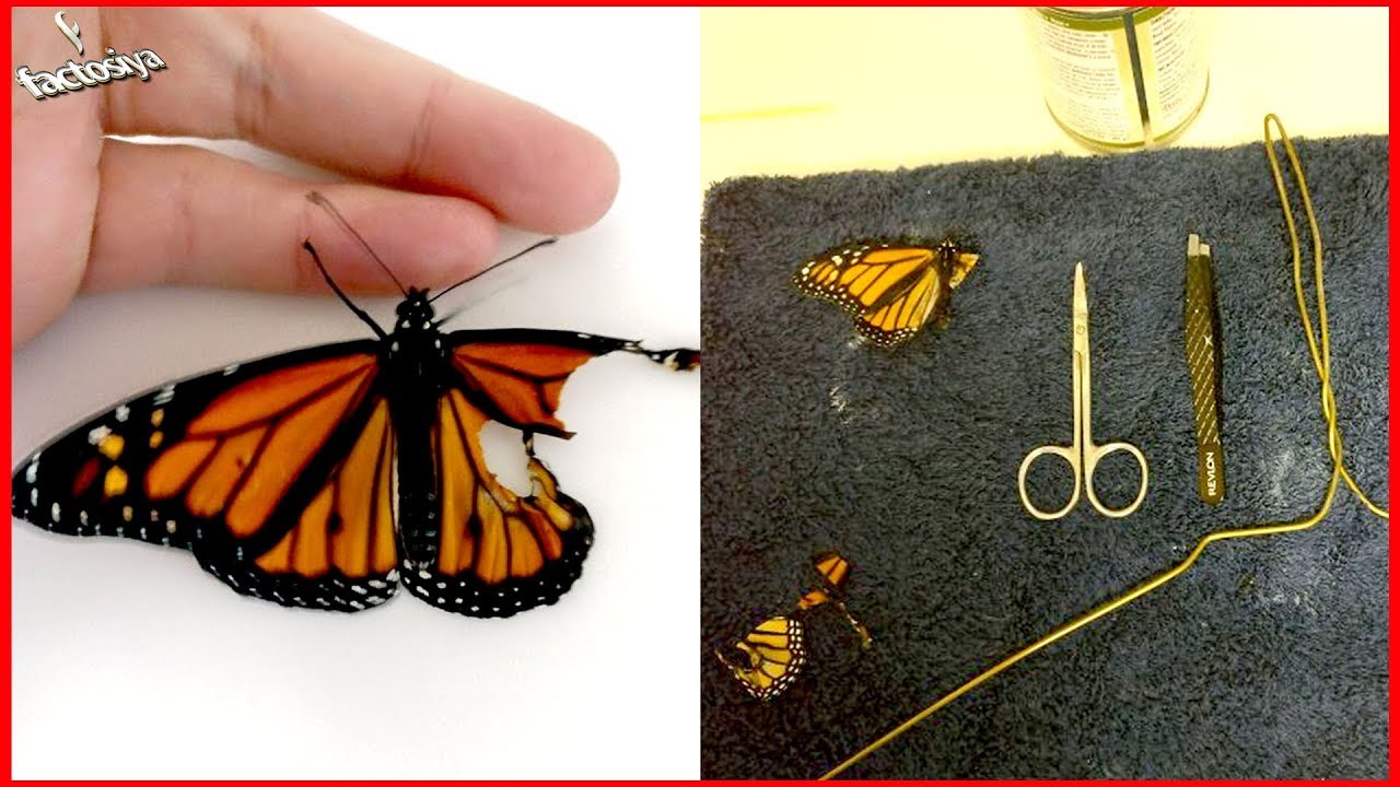 VIDEO. Vrouw opereert gewonde vlinder