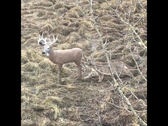 VIDEO. Poema valt hertenstandbeeld aan