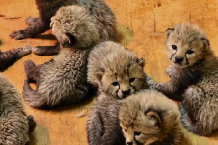 Schattig: cheeta bevalt van acht welpjes