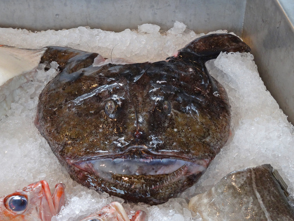 Lotte is B(ekende) V(is) van het jaar