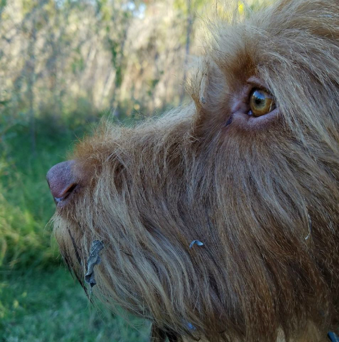 Hond Agnus voor even kandidaat-gouverneur
