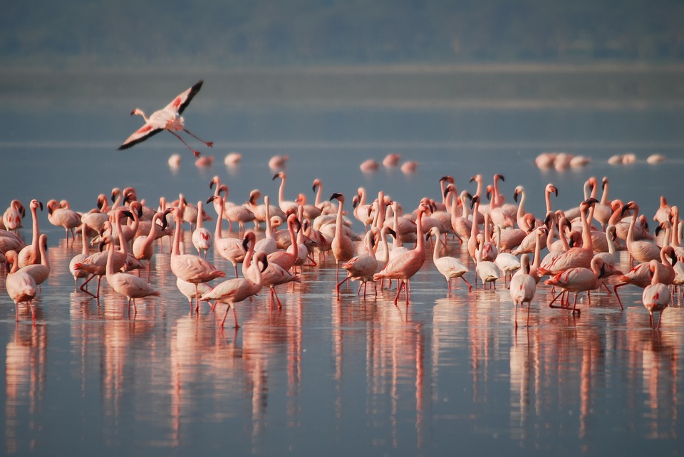 Droomjob: flamingo’s verzorgen in de Bahama’s