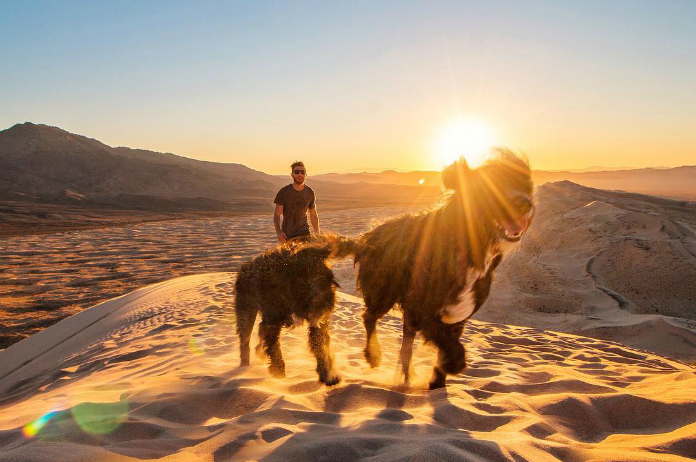 IN BEELD. Twee honden reizen samen met baasje door de VS