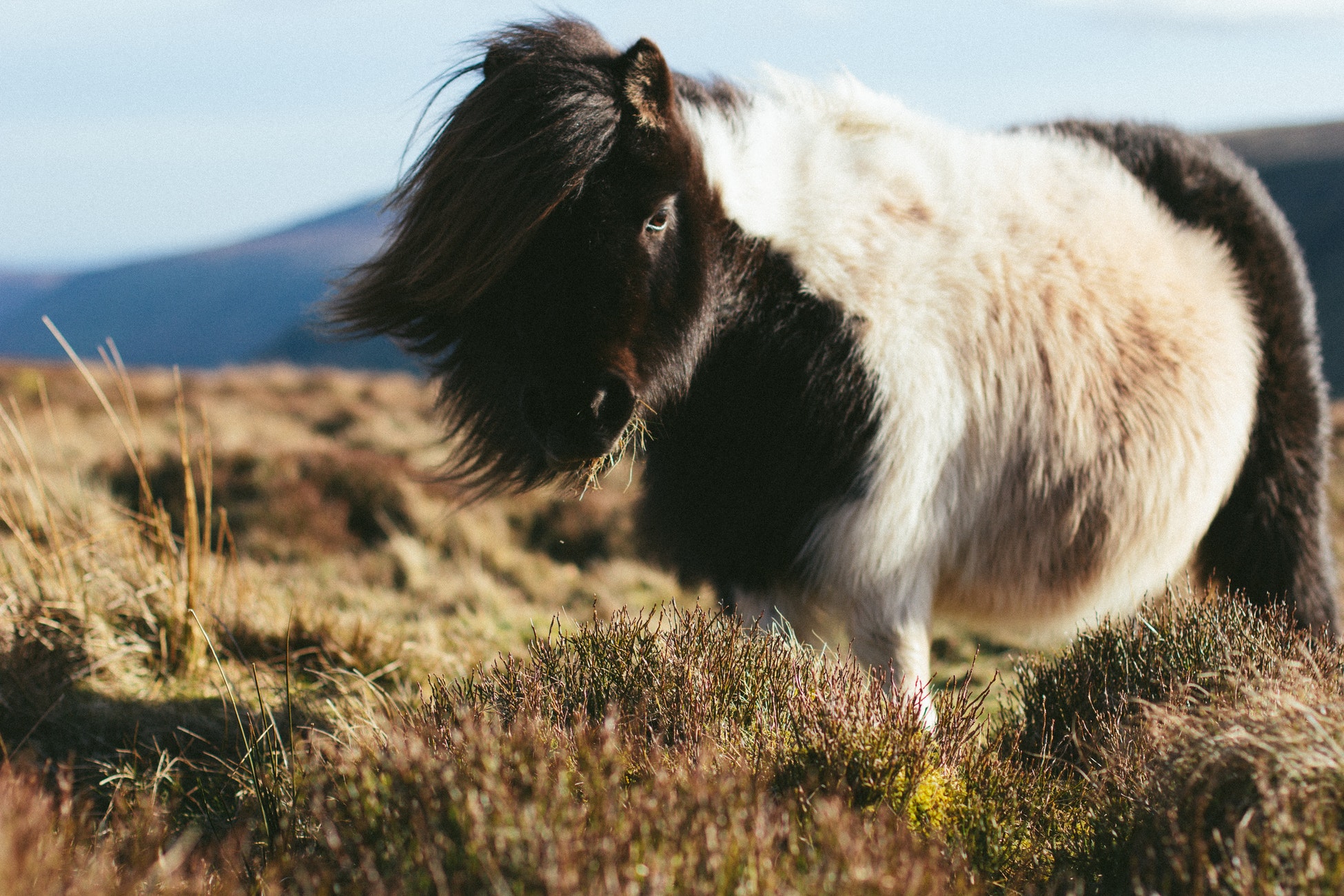 Blinde man die bang is van honden laat zich begeleiden door een pony